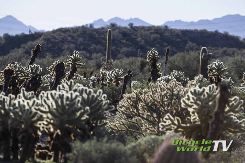 sonoran desert fauna